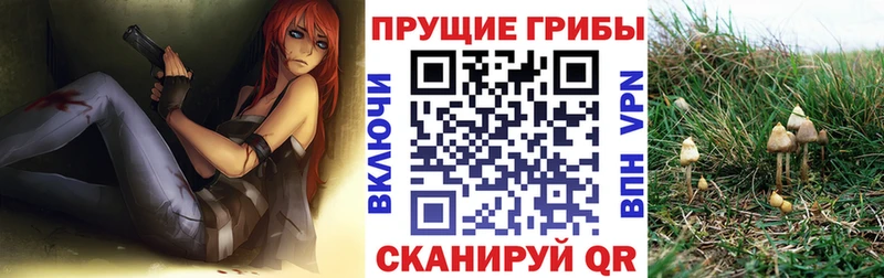 Псилоцибиновые грибы Psilocybine cubensis  Кандалакша 